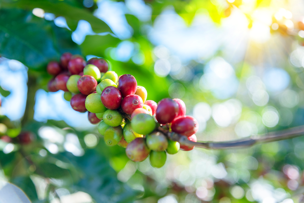 Coffee cherries, are the small, red, yellow, or purple fruit of the Coffea plant that house the seeds (beans)
