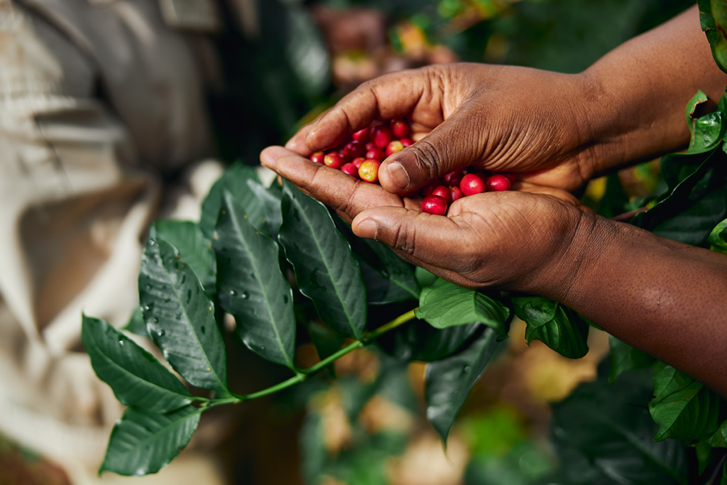 Person holding a handful of coffee cherries