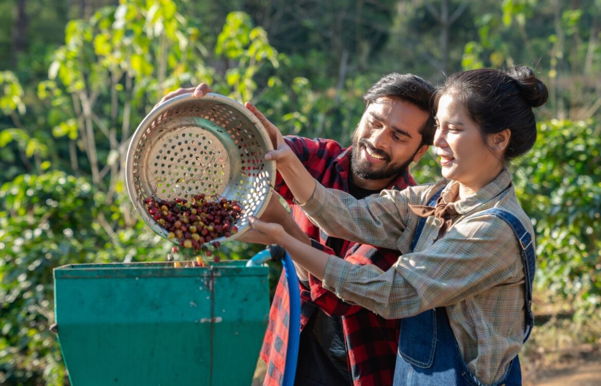 Coffee farmers processing cherries with a pulping machine under ethical coffee sourcing standards